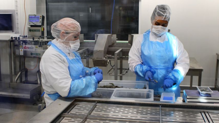 Die frisch gefangenen Garnelen werden sofort von Hand verarbeitet.