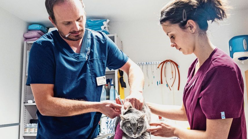 Tierarzt Beni Biner verarztet sowohl Kleintiere, wie Katzen....