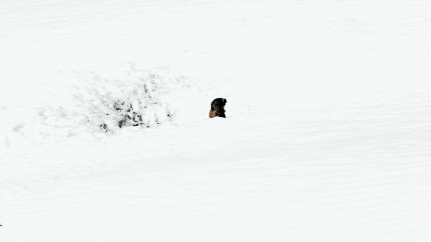 Ein letzter Gruss. Für die Murmeltiere hat der Winterschlaf begonnen. Foto: Schweizerischer Nationalpark / Domenic Godly