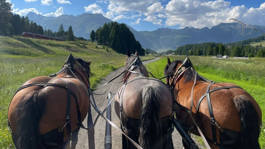 Die Pferde sind wieder gesund und können eingesetzt werden. Foto: Nora Hofmann