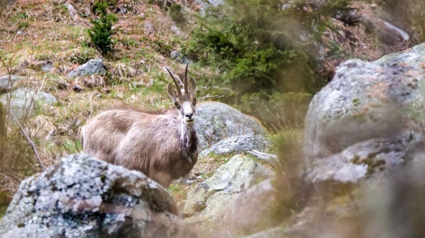 Bei der Gämse wird heuer der Jagddruck im Wald erhöht und die Bejagung dort um vier Tage verlängert. Foto: Jon Duschletta