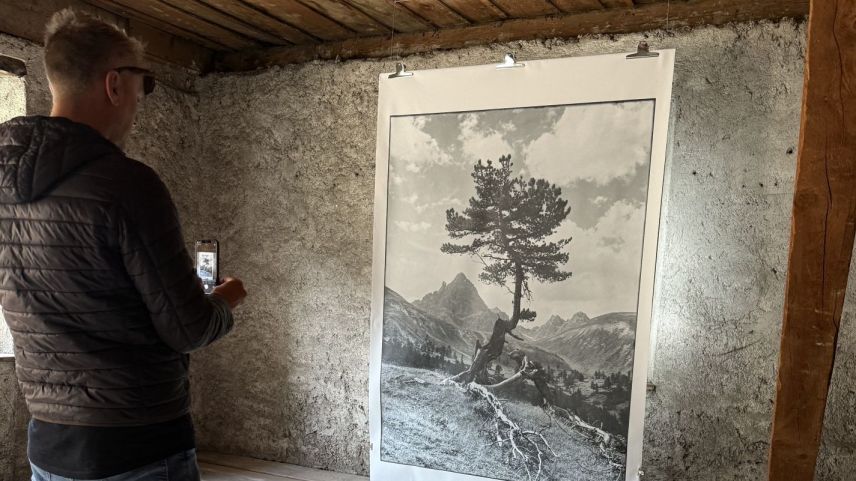 Il bösch da Tamangur. fotografia: Fadrina Hofmann