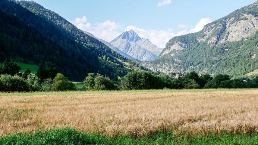 Wie andernorts im Engadin reifen heuer auch rund um Zernez verschiedene Getreidesorten und prägen damit das 
Landschaftsbild. Hier Futtergerste vor der Kulisse des Piz Linard. Fotos: Jon Duschletta