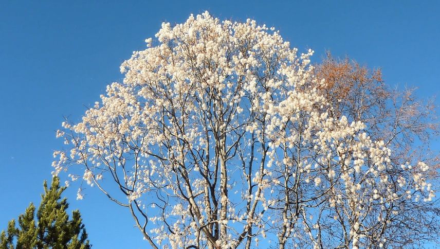 Ün salsch chevrigl in flur. fotografia: Ralf Fluor