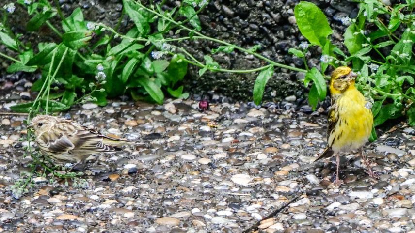 Girlitz-Paar im Garten. Foto: Jon Duschletta