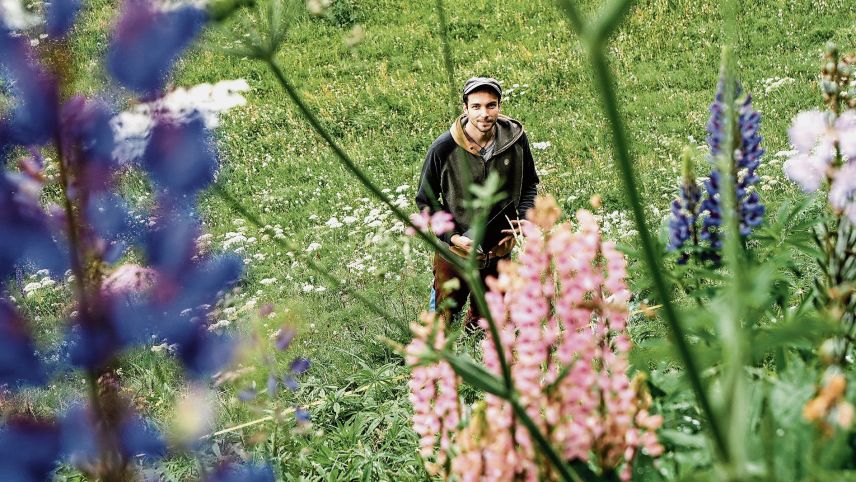  Georg Flückiger bei einem seiner Untersuchungsfelder am St. Moritzersee. Lupinen gedeihen oft in der Nähe von Gärten. Foto: Jon Duschletta