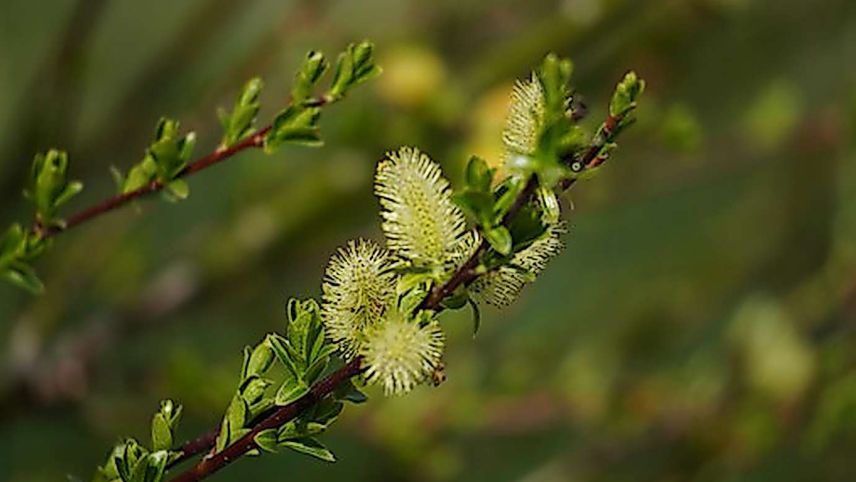Die weltweit vorkommenden Weidenarten sind sehr gut erforscht. Foto: Jürg Baeder
