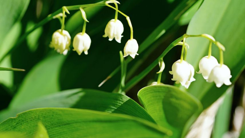 Die Namen dieser Gift- und Heilpflanze sind mannigfaltig. Mayerisli, Convoierl, Maililie, Faltrianblume, Marienglöckchen oder Maiblume, um nur die meistverbreiteten Namen zu nennen. Foto: Jürg Baeder