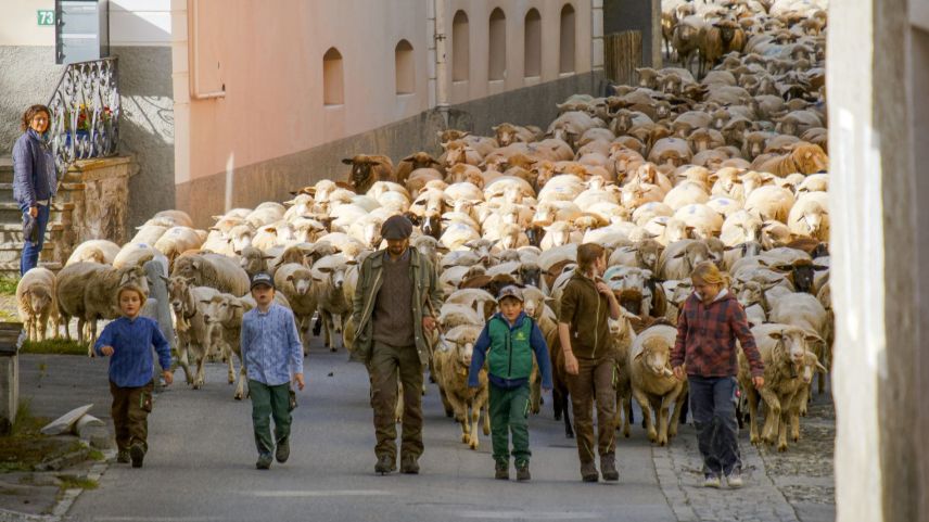 Impressionen der Schafscheide in Ftan. Foto: Barbara Esther Siegrist