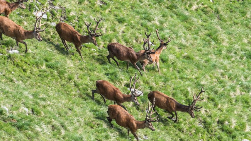 Die Hirsche laufen davon. Ob sie Wind vom Fotografen bekommen haben? Foto: SNP/Hans Lozza
