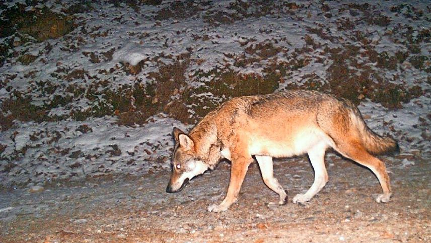 Ün luf in Engiadina, chi’d es gnieu scuviert in schner dal 2020 (fotografia: mad).