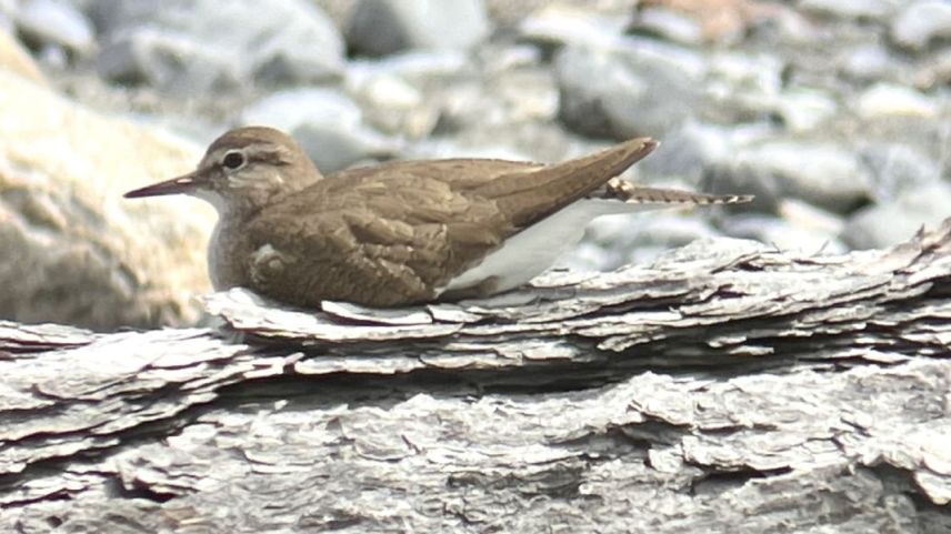 Der Flussuferläufer. Foto: Schweizerische Vogelwarte