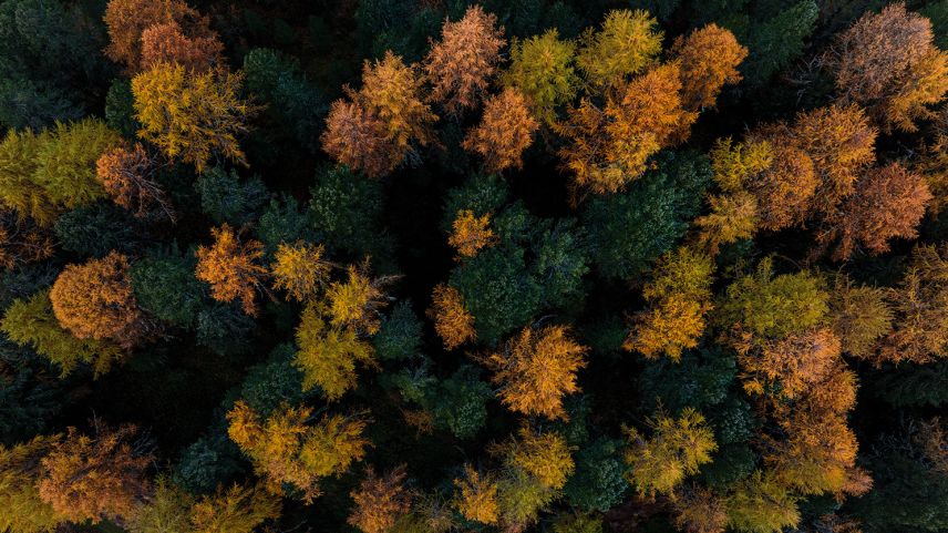 An den farbenfrohen Lärchen im herbstlichen Engadin kann man sich nie satt sehen. Foto: Filip Zuan