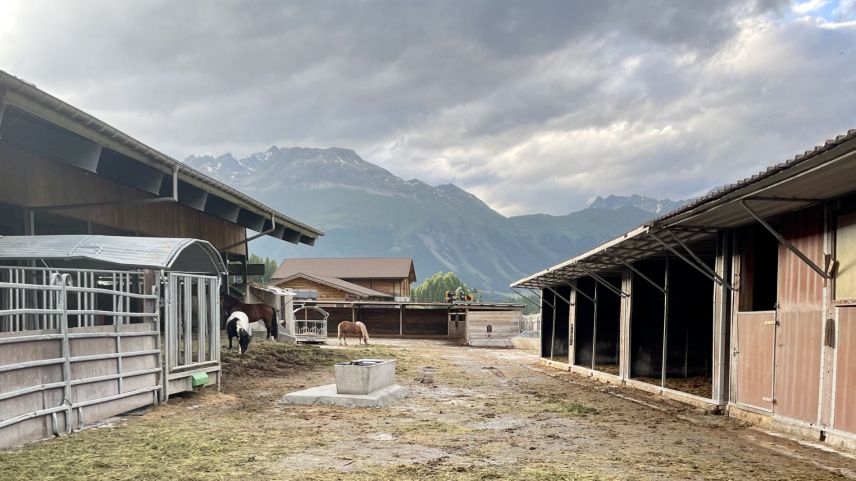 Die Familie Wohlwend setzt auf Herdenhaltung. Foto: Fadrina Hofmann