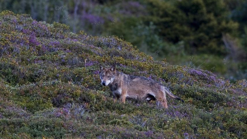 Symbolbild. Foto: Peter A. Dettling