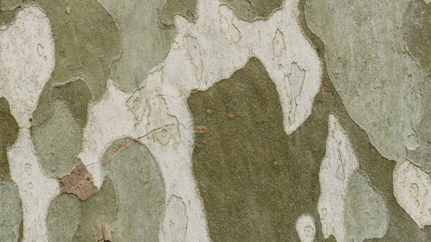 Zwischen dem 15. Oktober und dem 20. November kommt es im Raum S-chanf zu vermehrtem Schiesslärm und erhöhtem Flugbetrieb. Foto: Gabriella Clare Marino / Unsplash