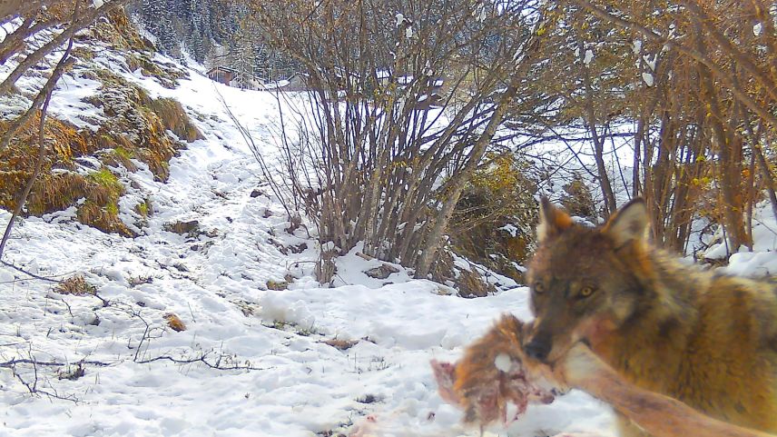 Dieser Wolf wurde in der Region Bergün gesichtet. Foto:Amt für Jagd und Fischerei Graubünden
