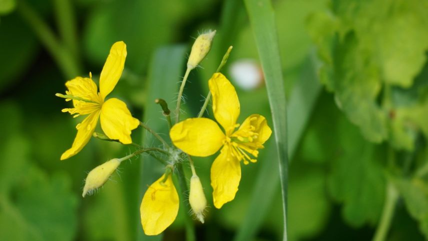 Das Schöllkraut ist unter diversen anderen Namen bekannt, beispielsweise auch als Warzenkraut. Fotos: Jürg Baeder