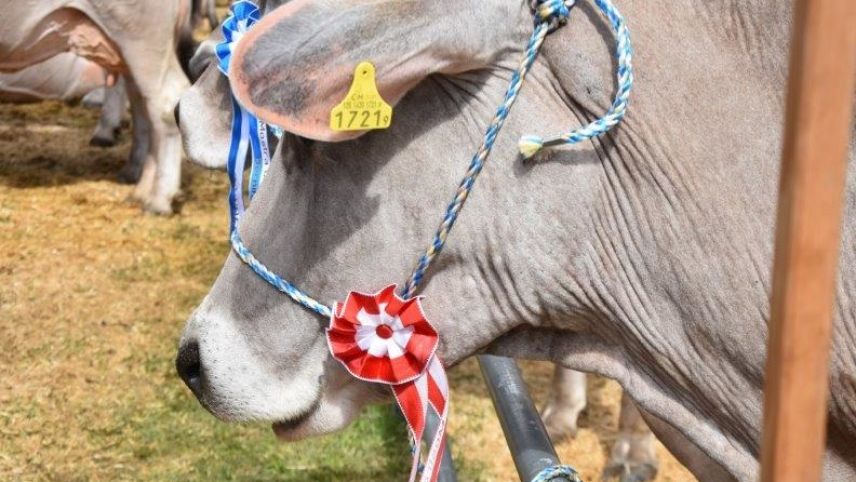 Impressionen der Viehschau in Poschiavo. Urs Oskar Keller