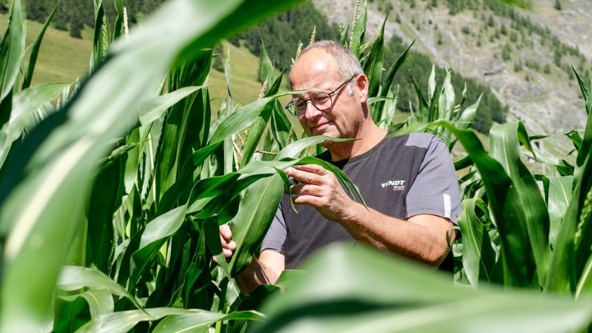 Arno Gabriel aus S-chanf hat heuer den Versuch gewagt, zwischen S-chanf und Zuoz Futtermais anzupflanzen.