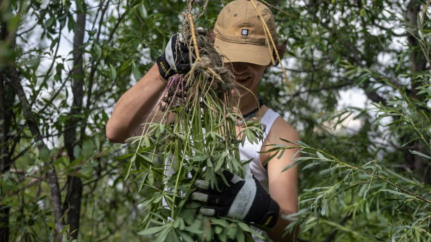 Fleissige Schüler im Einsatz für die Natur. Giftige Lupinen werden mit einem grossen Wurzelstück ausgehackt und danach fachgerecht entsorgt. Fotos: z. Vfg