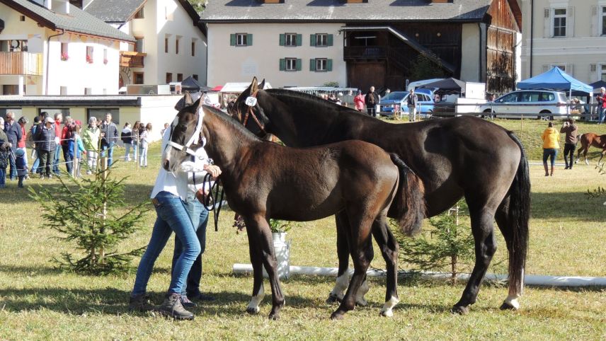 Sonda passada ha gnü lö l’exposiziun agricula da las valladas dal Süd a Zernez cun marchà e punctaziun da bes-chas (fotografia: Benedict Stecher).