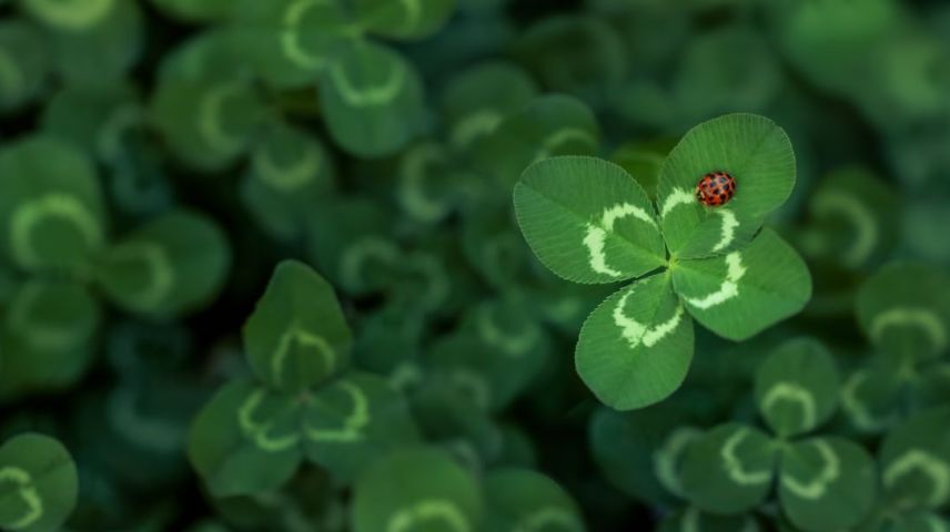 Foto: www.shutterstock.com/Leigh Prather
