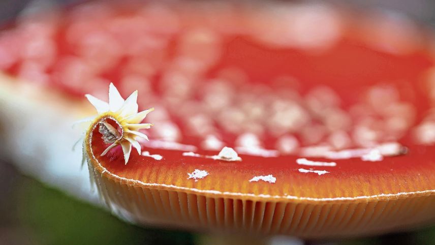 Foto: Susanne Venditti