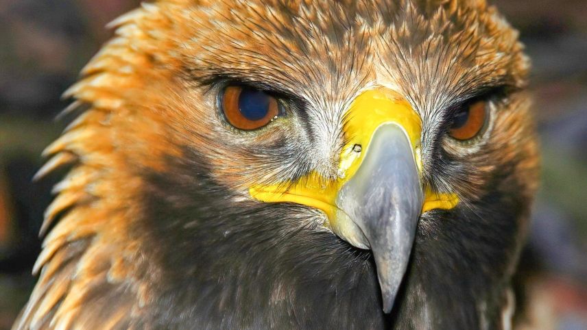 Neben dem hochauflösenden, sprichwörtlichen Adlerblick, können Adler dank binokularer Sicht auch sehr gut Distanzen einschätzen. Foto: Serge Denis, Conthey, VS