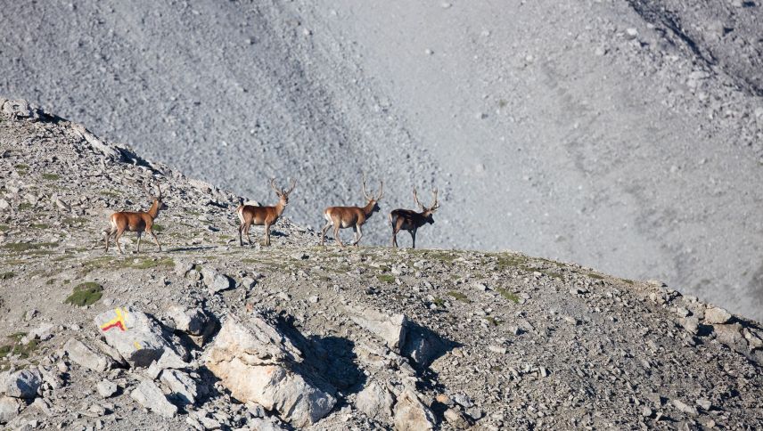 Während der Jagdsaison 2025 wurden in Graubünden 4630 Hirsche, 2776 Rehe, 2894 Gämsen sowie 78 Wildschweine erlegt. Foto: Claudio Gotsch