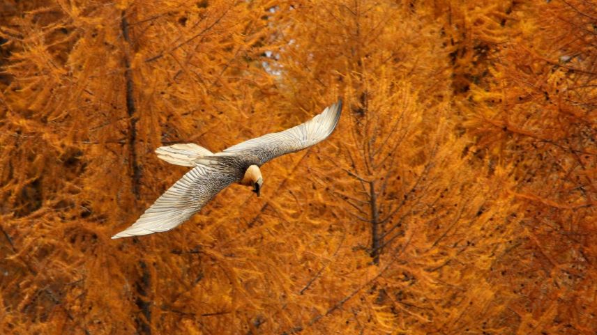 Der Bartgeier erobert sein Gebiet - die Alpen - zurück. Foto: Fadri Wehrli