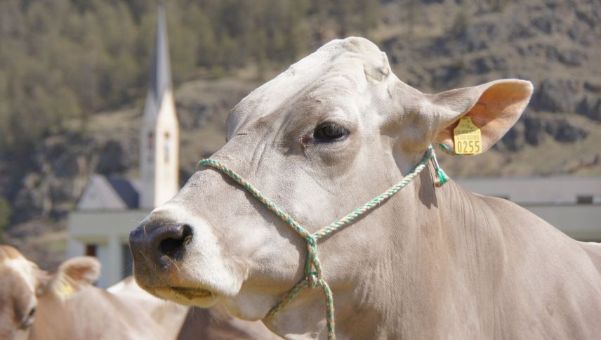 Per la 15avla jada ha lö l’Agrischa e per la terza jada a Zernez. fotografia: Jon Duschletta (archiv)