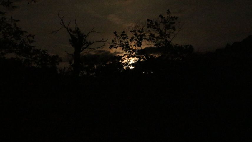  Nachts sieht es im Kastanienwald mystisch aus. Foto: Uwe Misselbeck