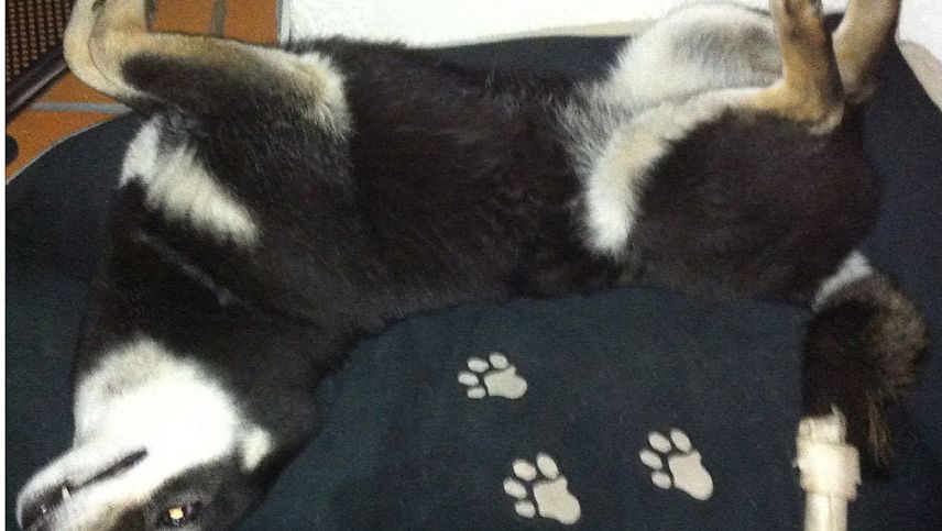 Auch Hunde können vom Prozess der Entscheidungsfindung beeinflusst werden. Foto: Carla Sabato