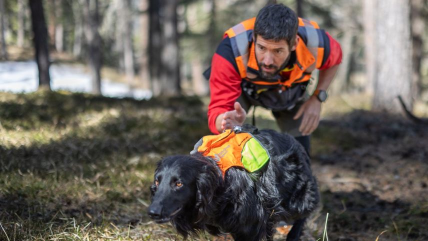 Zino, Antonin Hugentoblers Hund, kann dank intensivem Training Borkenkäfer aufspüren und findet die Käfernester schnell und sicher. Fotos: Domink Täuber