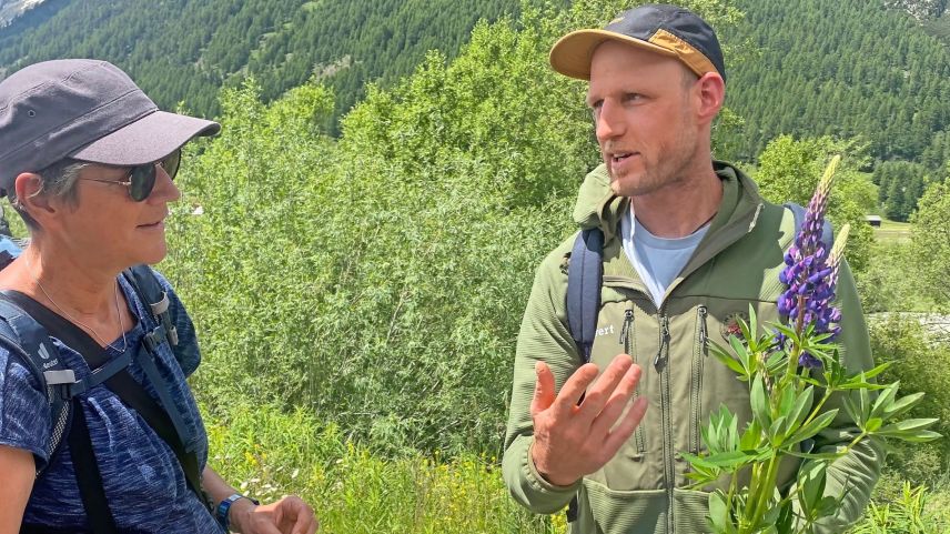 Neophyten-Kenner Cristian Gees zeigt eine blühende Lupine, die zwei Wochen vor der Samenbildung steht.