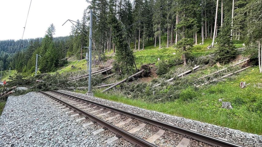 Baumwurf auf der Albulalinie. Foto: RhB. 