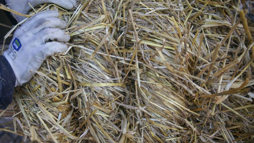 Dicke Stränge werden gedreht.  Foto: Maurice Haas