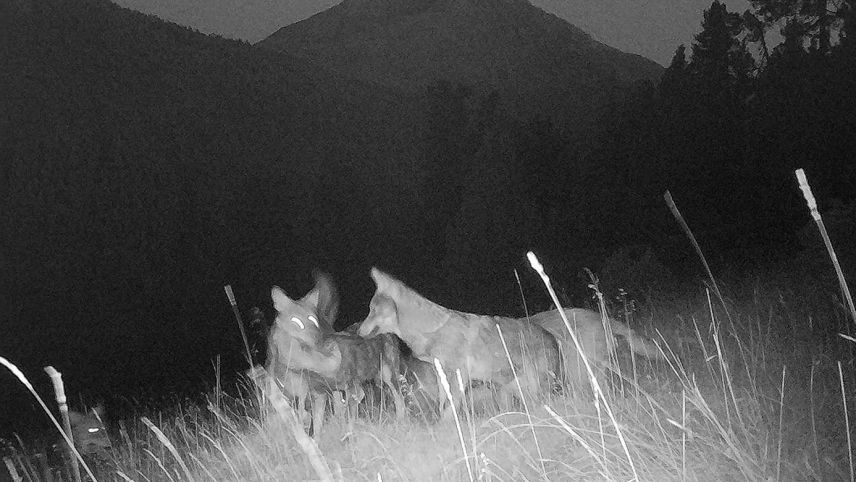 Foto: Schweizerischer Nationalpark