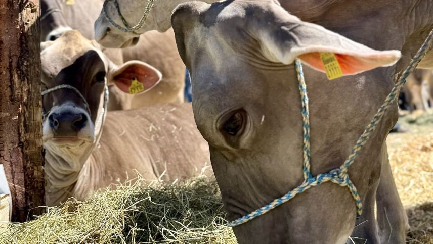 Impressionen von der Agrischa 2026. Foto: Fadrina Hofmann