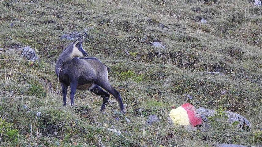 Wildschutzgebiete sind rot-gelb markiert. Foto: Standeskanzlei Graubünden