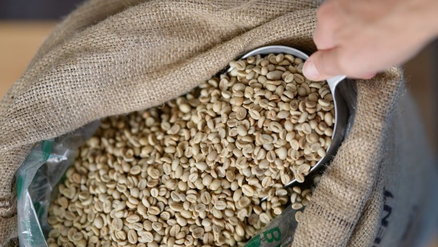 Las favas vegnan prodüttas da maniera ecologica. fotografia: Fadrina Hofmann