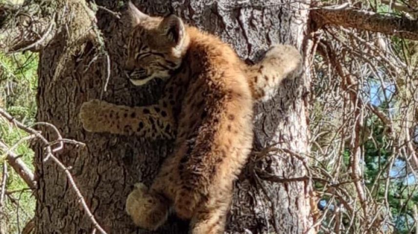 Gut klettern kann der kleine Luchs bereits. Foto: Cilgia Saluz