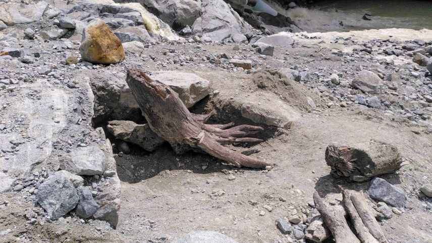 «Die schöne Alte aus dem Morteratschgletscher» ist ein rund 10'300 Jahre alter Lärchenstamm. Christian Schlüchter wird im Rahmen der Museumsnacht im Museum Alpin in Pontresina darüber referieren. Foto: Christian Schlüchter