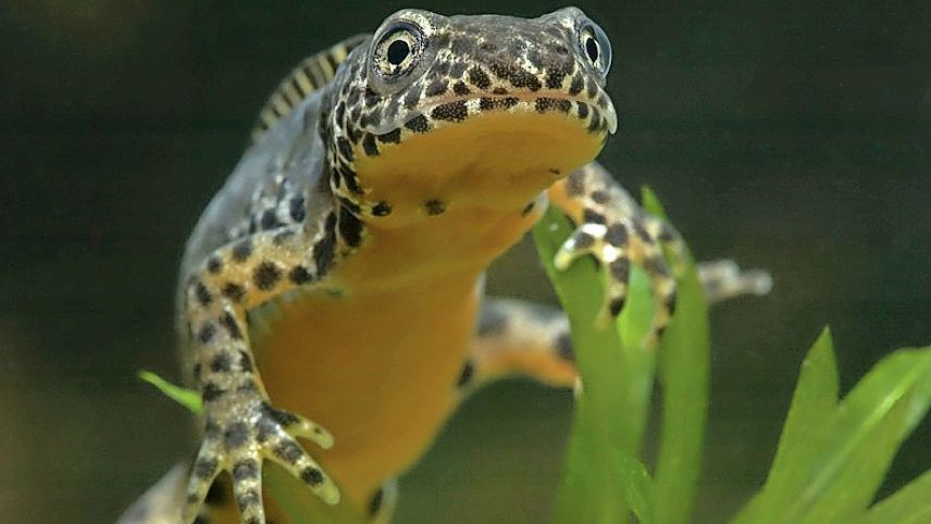 Il salamander da muntagna (Bergmolch) es derasà in tuot il Grischun. fotografias: Pro Natura Grischun e Bigra