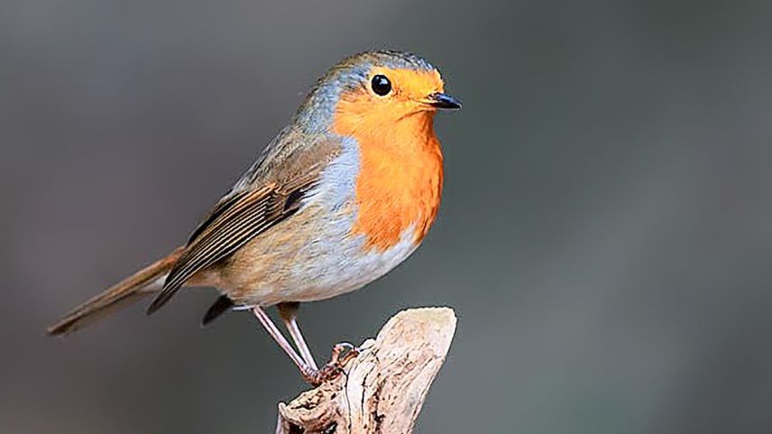 Il gulacotschen es l’utschè da l’on (fotografia: BirdLife).