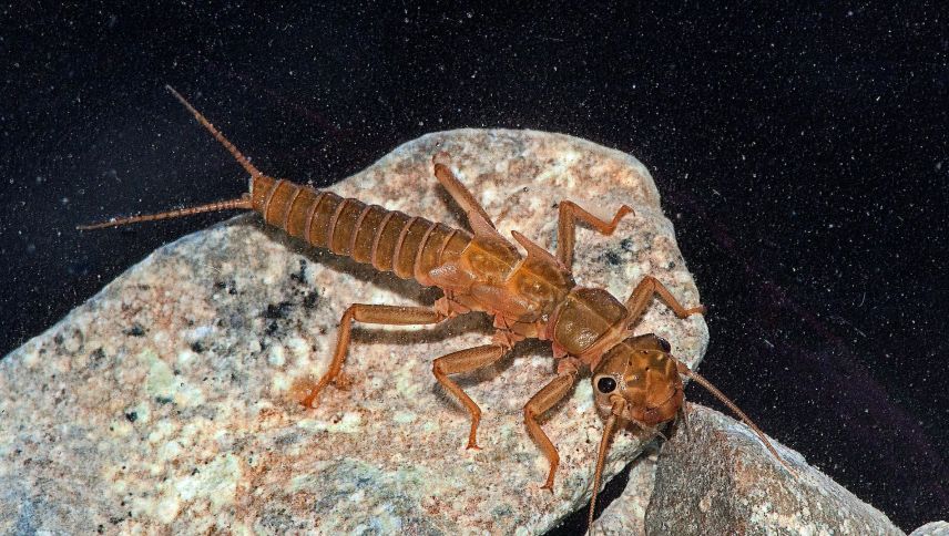 Die Larve der Steinfliege. Foto: Verena Lubini