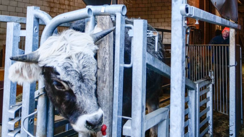 Der zweijährige Ochse im Fangmodul. Von hier bis zum Abtransport des toten Tieres vergehen keine zehn Minuten. Foto: Jon Duschletta