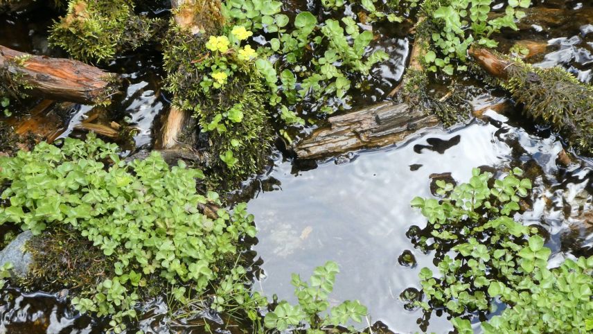 Die Brunnenkresse wächst bevorzugt in fliessenden, sauberen Gewässern und ist eine reichhaltige Quelle für Vitamine und Mineralstoffe. Fotos: Jürg Baeder