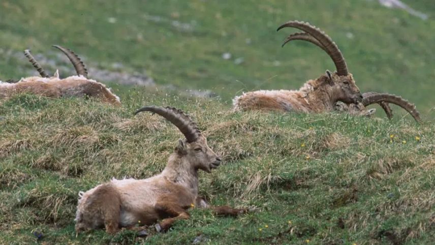 A man da la DNA da capricorns i’l PNS es gnüda cumprovada üna nouva metoda da retschercha fond adöver da l’aua (fotografia: mad).